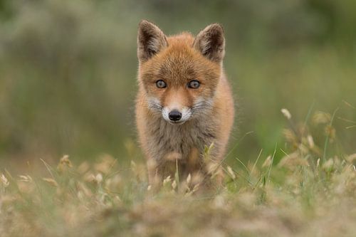 Lieve kleine vos! van Tim Link