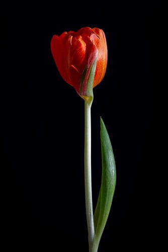 Red-orange tulip in quiet strength