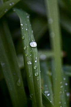 waterplanten onder de regendruppels