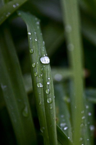 Wasserpflanzen unter den Regentropfen von foto-fantasie foto-fantasie