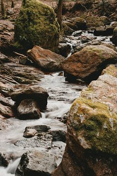 Good record by Rosetta Schiff