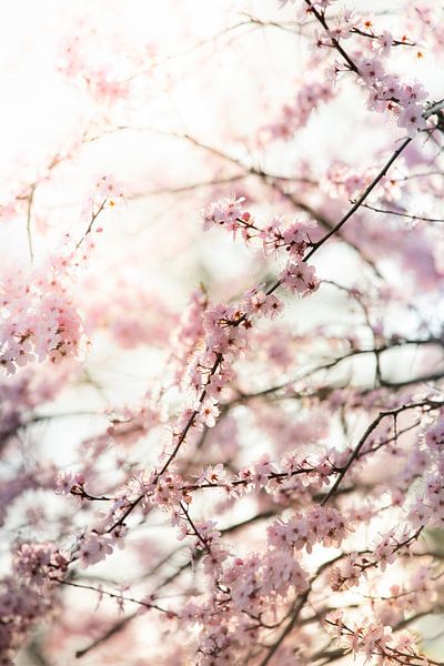 Fleur par Patricia van Kuik