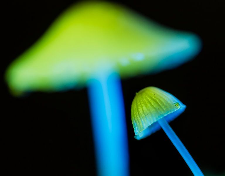 Tripping Paddo von Peter Westerik