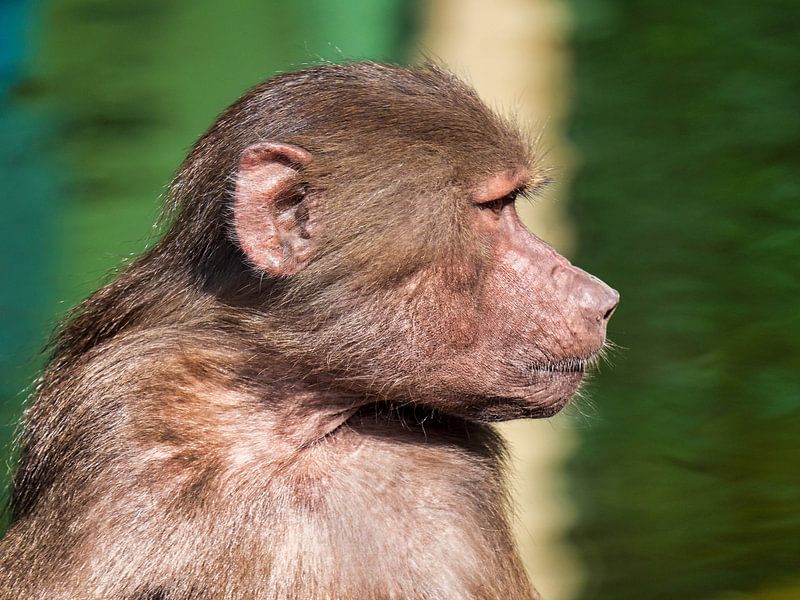 Mantel baboon by Beeld Creaties Ed Steenhoek | Photography and Artificial Images