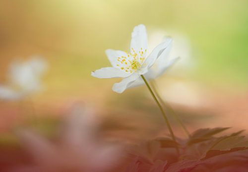 Bosanemoon (met herfstblad)