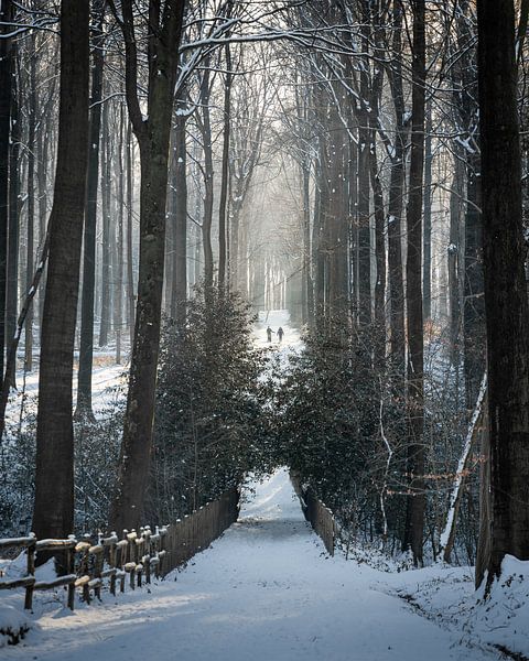 Winter walk in the forest by Hans Huys
