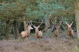 Edelherten Kroondomein Het Loo by Roy Zonnenberg
