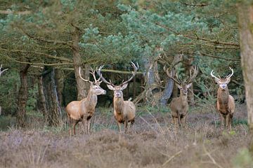 Edelherten Kroondomein Het Loo sur Roy Zonnenberg