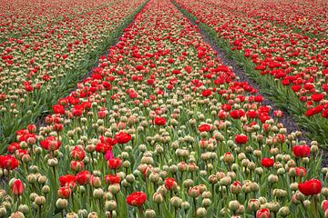 Région des bulbes de Tulipfield rouge sur Zwoele Plaatjes