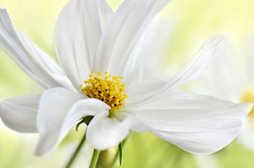 Cosmea by Violetta Honkisz