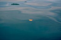 Solitary Leaf