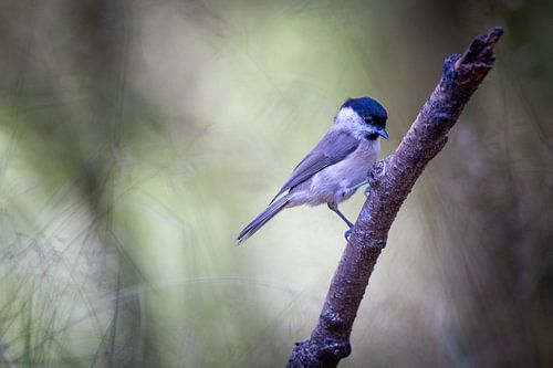 Marsh Tit