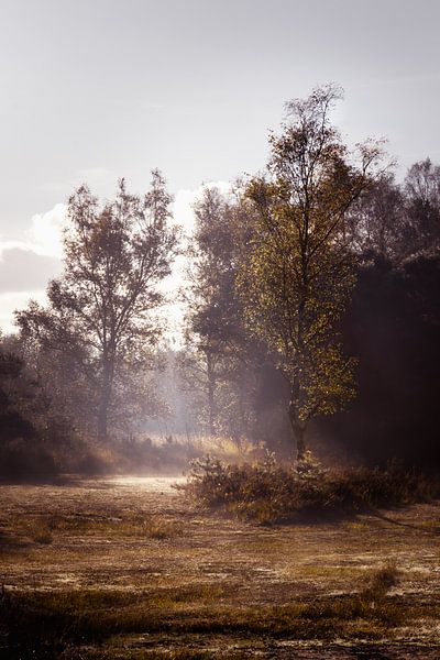 Winter op de Heide van Inez VAN DE WEYER