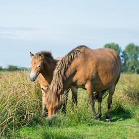 Exmoor pony with foal by Maria-Maaike Dijkstra
