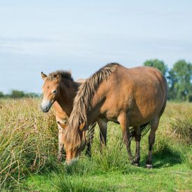 Poney Exmoor avec poulain sur Maria-Maaike Dijkstra