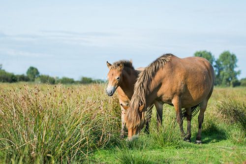 Exmoor pony met veulen