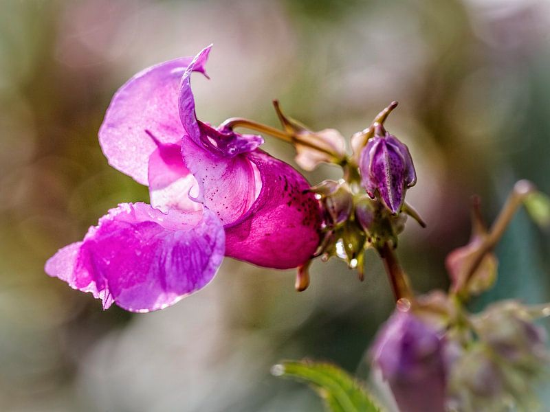Giant balsam by Rob Boon