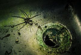Abandoned drain and spider - a silent guardian in a lost place by Infinite Decay