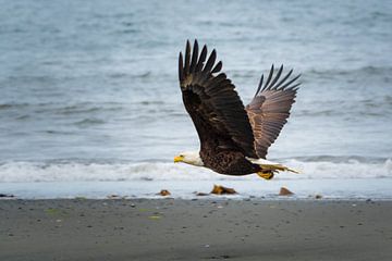 Bald eagle in flight by Denis Feiner