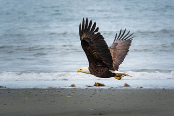 Weisskopfseeadler im Flug von Denis Feiner