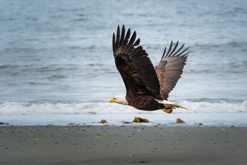 Bald eagle in flight by Denis Feiner