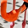 Flamingo in Curaçao van Karel Frielink