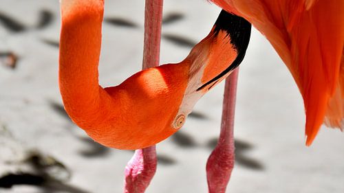 Flamingo in Curaçao