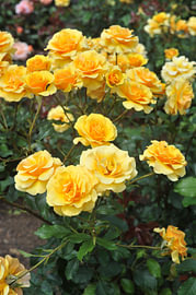Rosa ‘Golden tribute’ rose van Richard Wareham