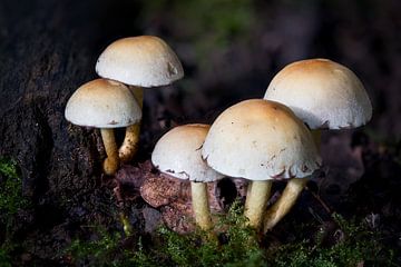 Groepje paddenstoelen van Wim Stolwerk