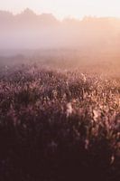 Flowering heather in the morning sun.