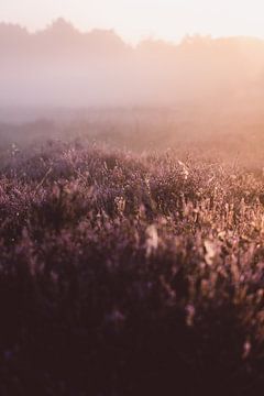 Blühendes Heidekraut in der Morgensonne. von Robin van Steen