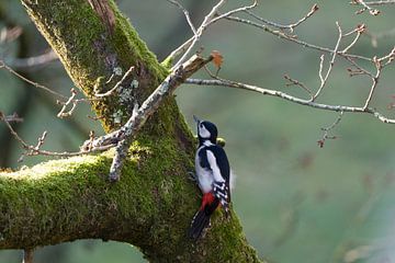 Buntspecht von Marcel Jagt
