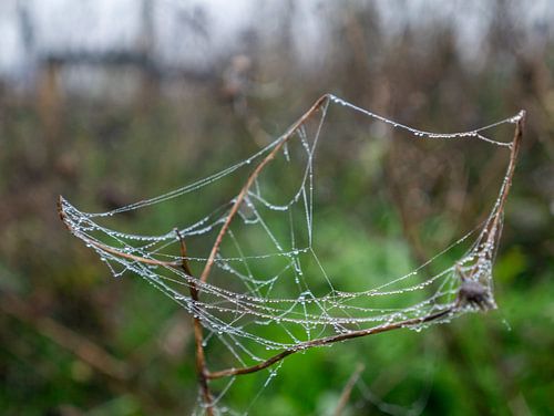 spider web