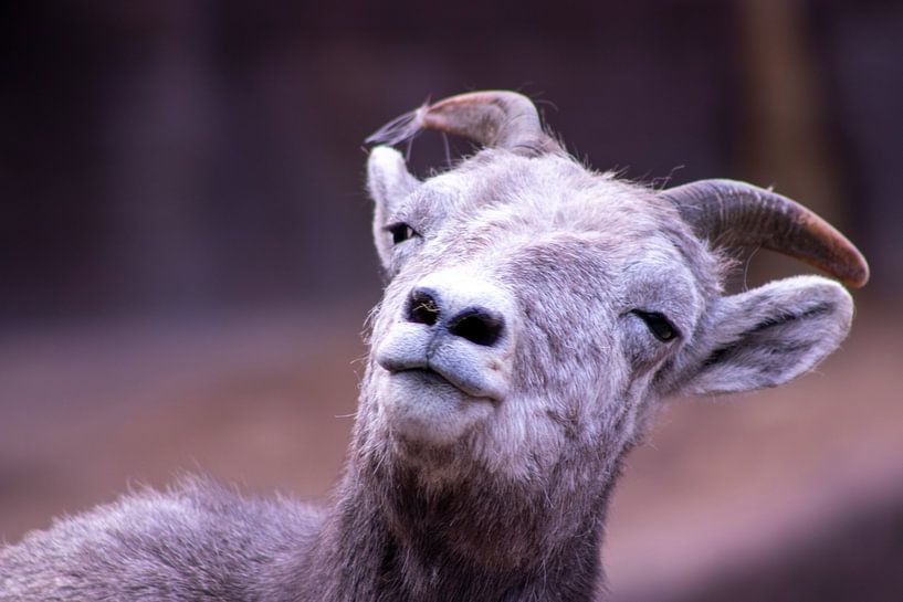 Schiefer Kopf einer Ziege von Ingrid van Sichem