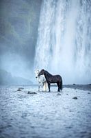 Yin Yang | Horses at the Skogafoss waterfall in Iceland