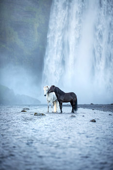 Yin Yang | Chevaux à la chute d'eau de Skogafoss en Islande