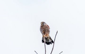 Turmfalke im Polder Süd-Holland von Merijn Loch