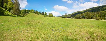 prachtig alpinespring landschap, weide met veel blauwe gentia van SusaZoom