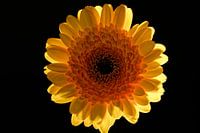 A yellow Gerbera against a black background
