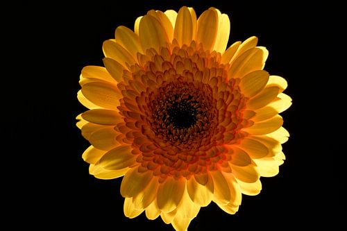 A yellow Gerbera against a black background