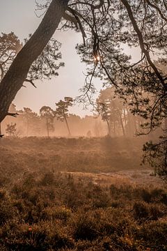 Nebel und Sonnenschein am frühen Morgen von Dafne Vos