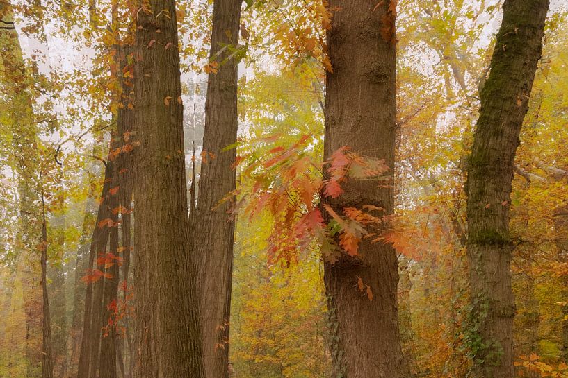 Herfst bomen met bewogen effect van Ideasonthefloor