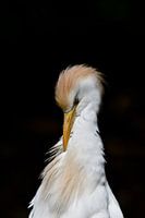 Aigrette garzette