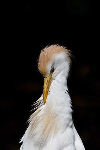 Cattle egret