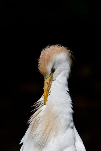 Cattle egret by iris bosma