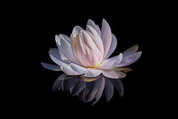 Capricious water lily by marlika art