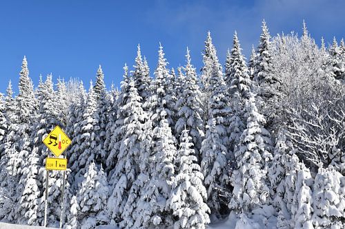 Berijpte bomen na de storm