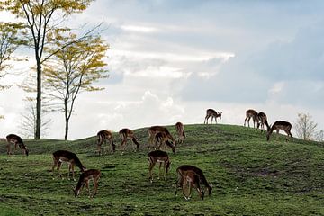 Impala's von Emile Bosch