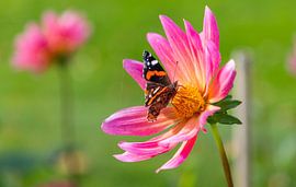 Dierenfotografie - Atalanta vlinder... van Bert v.d. Kraats Fotografie