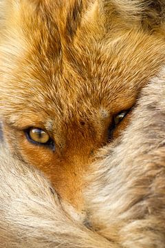 Portrait of a Red Fox. by Menno Schaefer